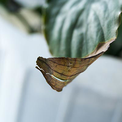 Spathiphyllum - maladies et parasites